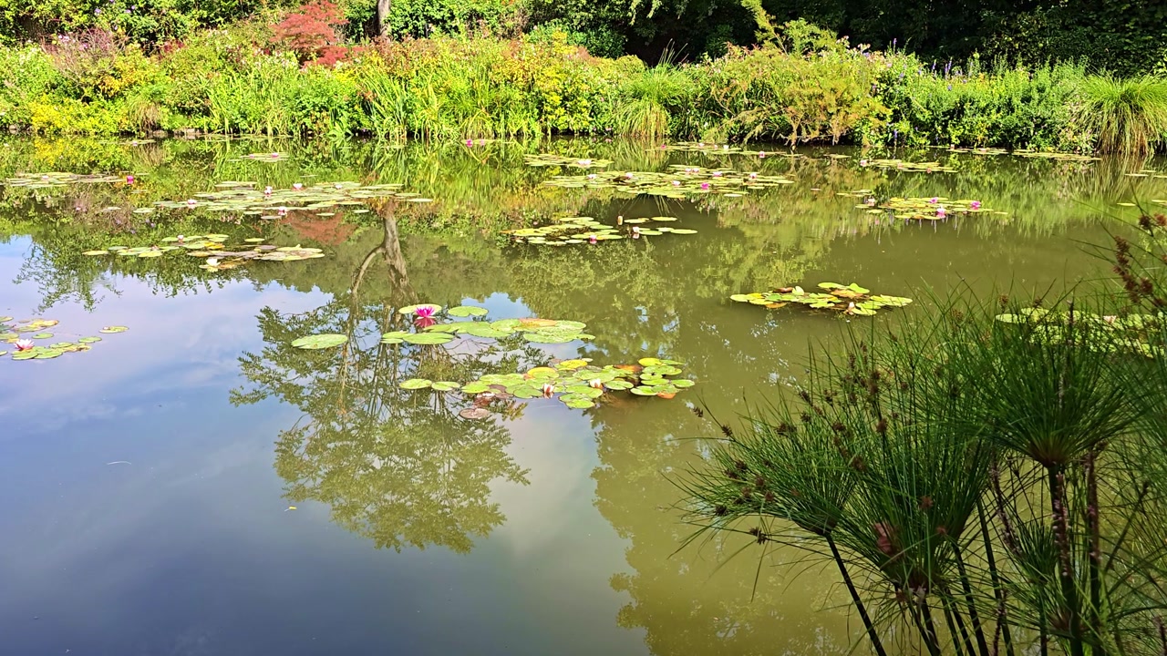 Static shot of a pond with water lilies, papyrus in the foreground, and tree reflections on the surface.