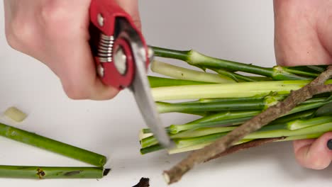 how to trim flower stems for floral arrangements