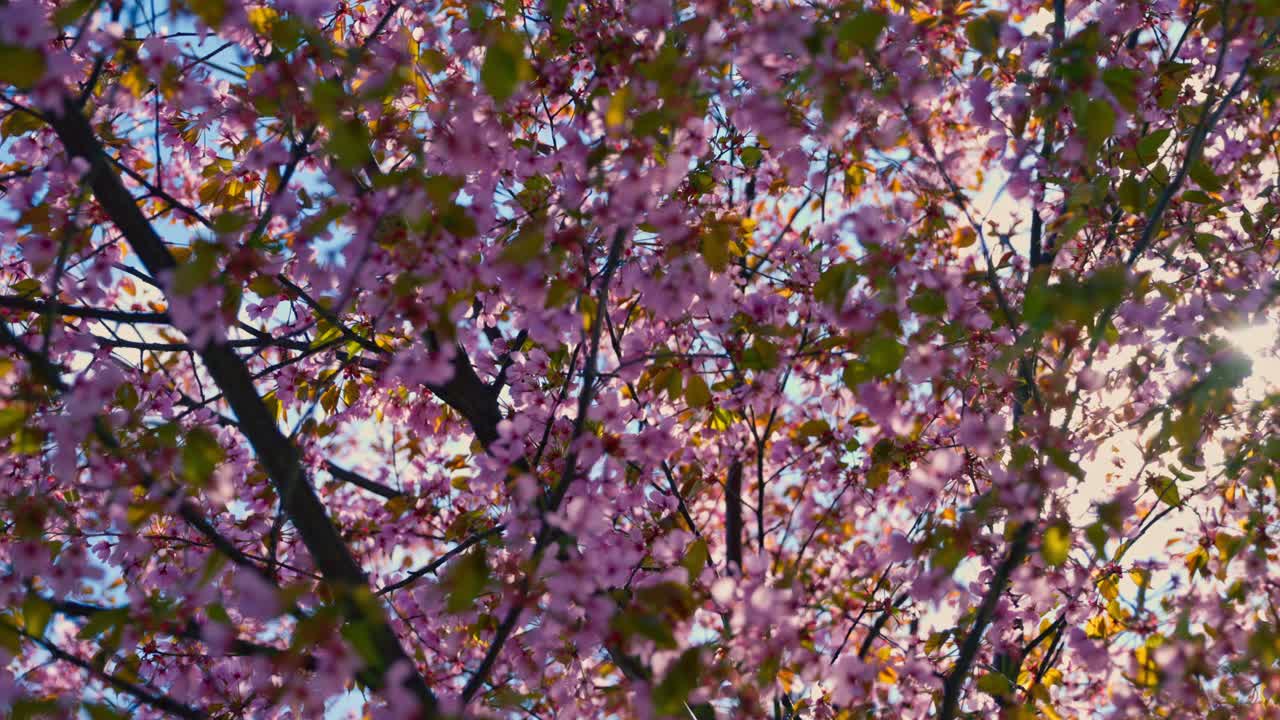 Cherry blossom tree in Oslo, Norway, vivid Pink under the spring sun. Sunlight pierces through branches, scattering soft light against the blue sky. 59.94FPS 4K
