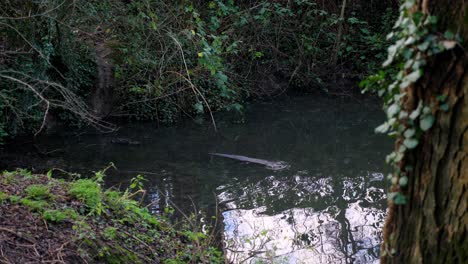 otter swimming in european river