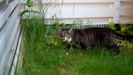 cat eating grass in the garden