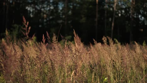 field of tall, wild grass in forest in golden light