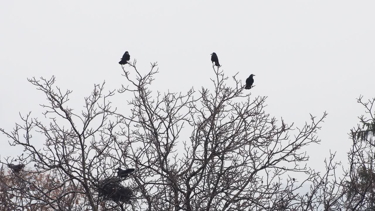 imágenes de una espeluznante bandada de cuervos encaramados en un árbol con un fondo de cielo gris