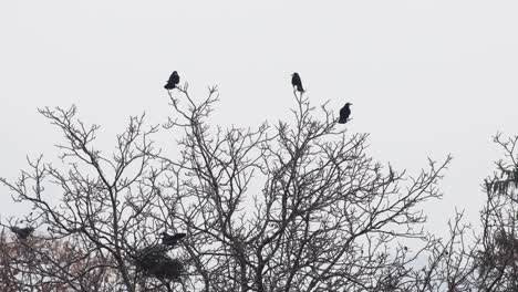 footage of a creepy flock of ravens perched on a tree with a background of a grey sky