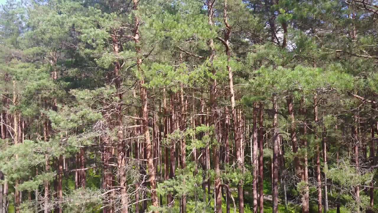 el bosque templado de coníferas es un bioma terrestre que se encuentra en regiones de clima templado del mundo con veranos cálidos e inviernos frescos y precipitaciones adecuadas para sostener un bosque.