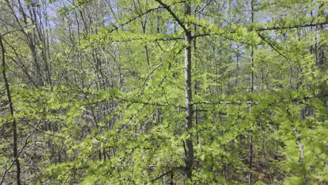 a close-up view of larch trees in a forest setting as new foliage emerges in spring