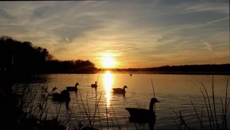 Low-angle-view-of-geese-swimming-on-still,-peaceful-lake-with-golden-sunset-light-reflected-on-the-surface