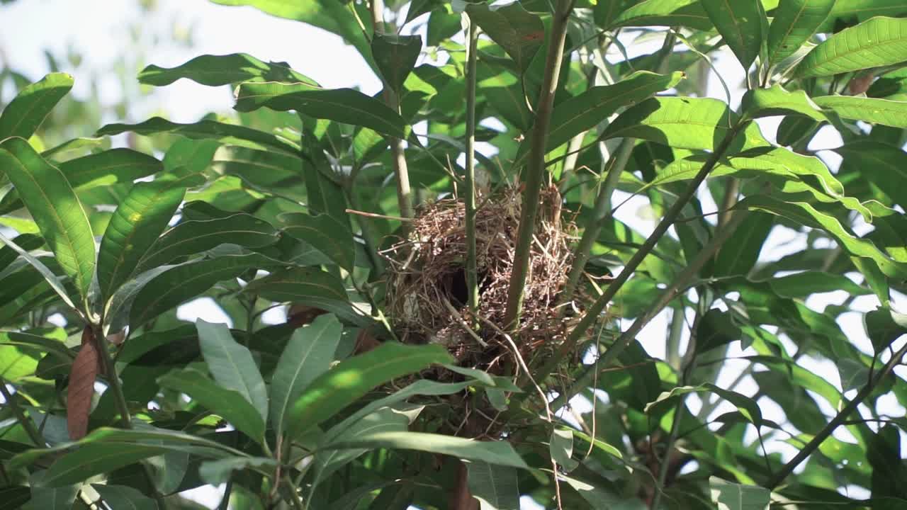 Small bird "Javan Munia" entered the nest hidden in the lush green trees. Estrildidae, Lonchura leucogastroides