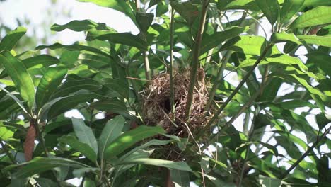 small bird "javan munia" entered the nest hidden in the lush green trees. estrildidae, lonchura leucogastroides
