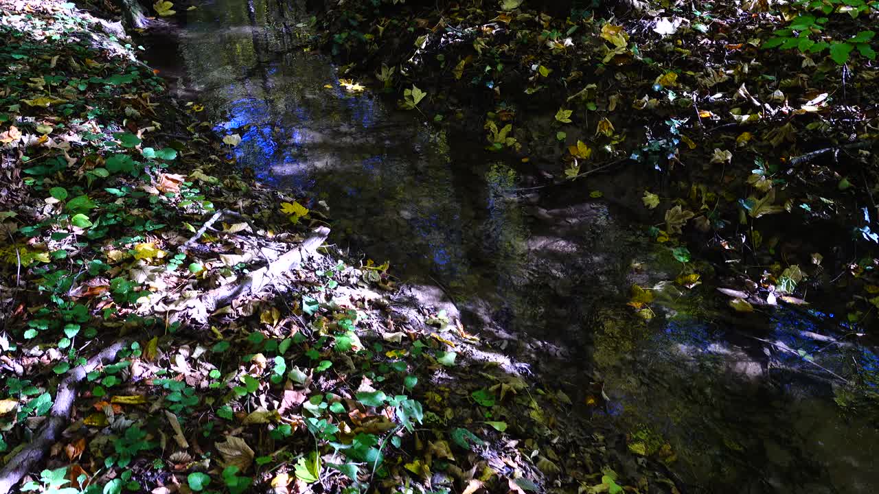 Ruscello nel bosco. Bosco autunnale.