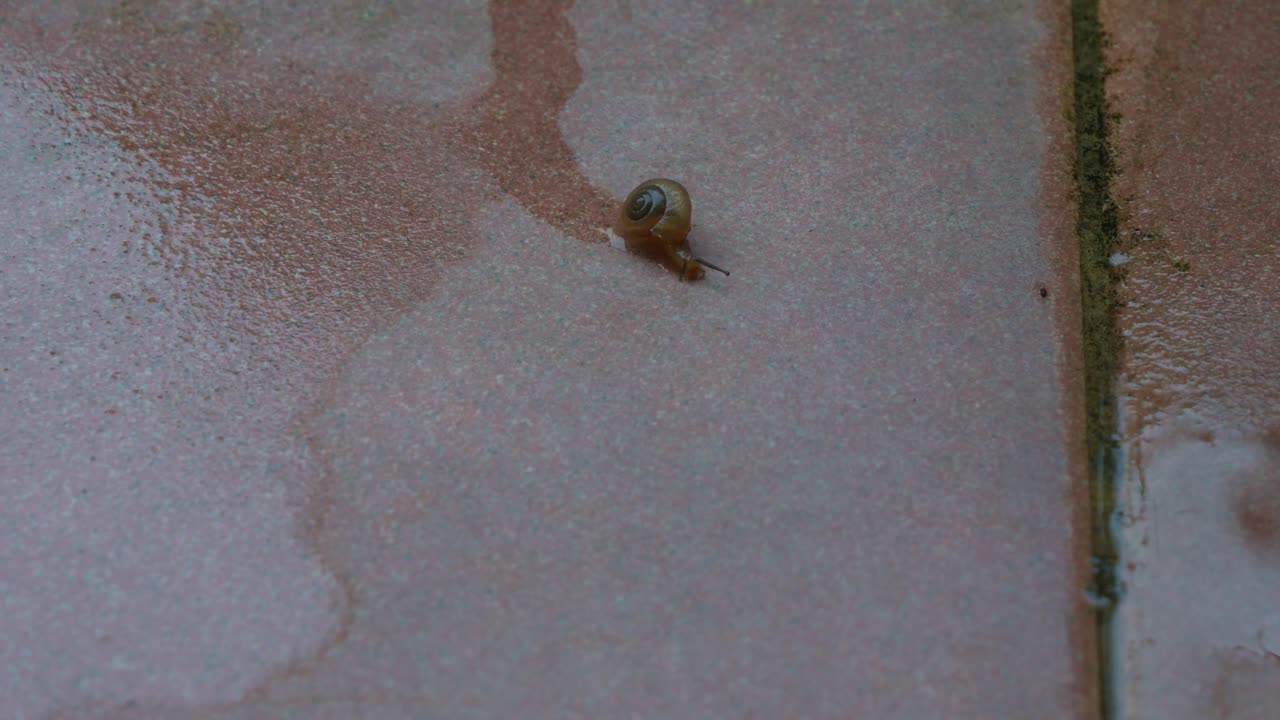 A baby snail with a small and fragile shell, moving on the ground, leaving a slimy water trail behind, time-lapse shot.