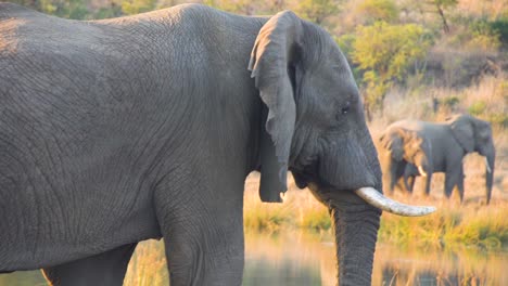 Elefant,-Der-Um-Das-Wasserloch-In-Afrika-Herumläuft,-Mit-Herde-Im-Hintergrund
