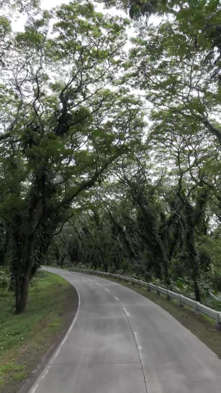 Pemandangan udara drone jalan raya berkelok di bawah kanopi terowongan Akasia yang lebat di Palawan Selatan.