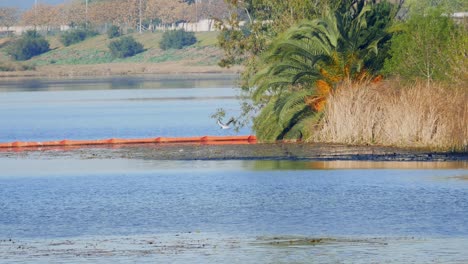 Un-Disparo-Siguiendo-A-Una-Gaviota-Volando-Sobre-Un-Río-Ancho