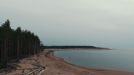 Toma-Aérea-El-Río-Gauja-Desemboca-En-El-Mar-Báltico-Golfo-De-Riga,-Letonia-Pinos-Rotos-Después-De-La-Tormenta-Y-La-Orilla-Arrastrada