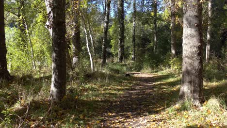 Un-Paseo-Matutino-Pasando-Por-Grandes-árboles-En-Un-Hermoso-Día-De-Otoño---Península-De-Banks,-Nueva-Zelanda