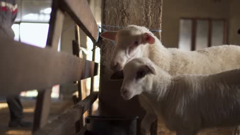 sheep and lambkin waiting for food walk towards the camera