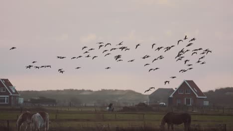 Scenic-View-Of-Flock-Of-Geese-Flying-And-Horses-Grazing-In-A-Rural-Farm-In-Ameland,-Netherlands---Panning-Shot