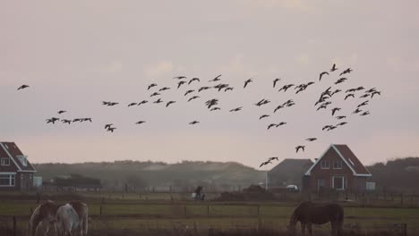 vista panorámica de una bandada de gansos volando y caballos pastando en una granja rural en ameland, países bajos - tiro panorámico