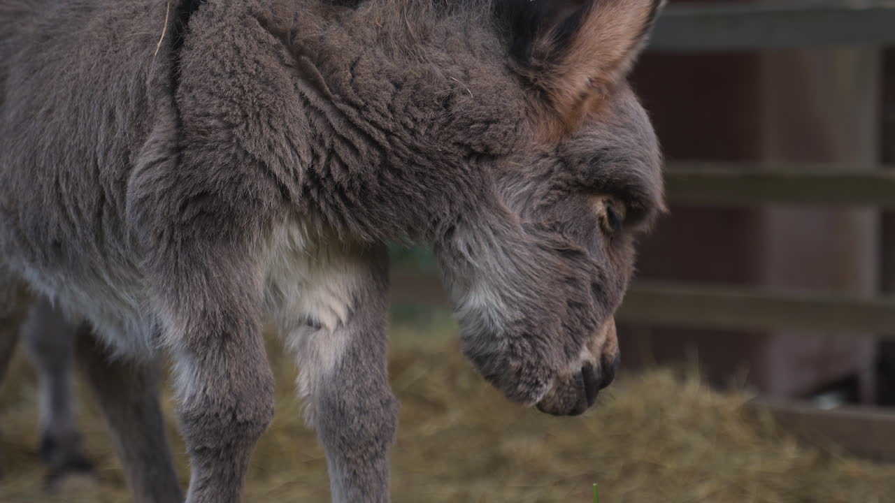 A cute little newborn miniature mediterranean donkey with a fringe balancing clumsily on its feet, looking curiously at the grass below, searching for something to eat, static close up 4k shot