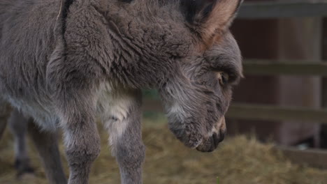 a cute little newborn miniature mediterranean donkey with a fringe balancing clumsily on its feet, looking curiously at the grass below, searching for something to eat, static close up 4k shot