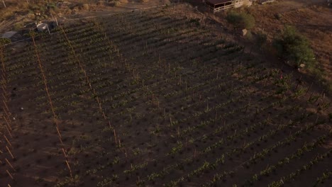 Blick-Von-Einer-Drohne,-Die-Bei-Sonnenuntergang-über-Einem-Weinberg-In-Mexiko-Aufsteigt-Und-Sich-Langsam-Nach-Unten-Neigt,-Um-Einen-Cenit-Blick-Zu-Erhalten
