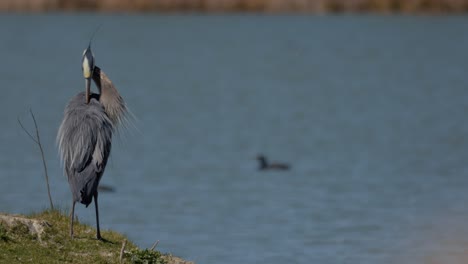 great blue heron grooming itself next to a pond