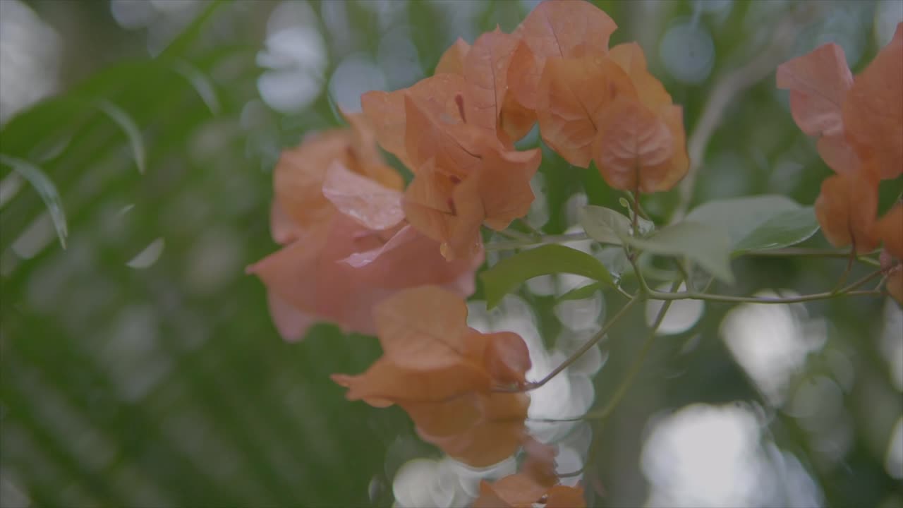 아름다운 붉은 하와이 꽃 매크로