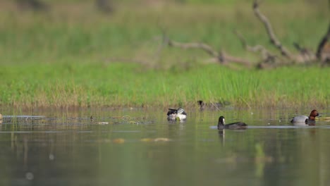 습지에서 수염이 있는 이 있는 오리 (knob-billed duck) 또는 아프리카 이있는 오리 (african comb duck)