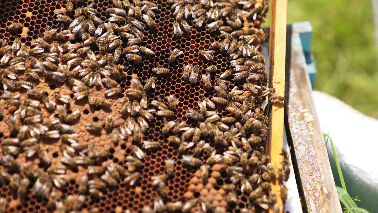 Busy working bees walking over the wax frame. Male hand touching one of the insects. Close up.