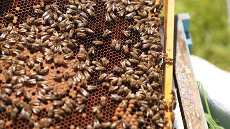 busy working bees walking over the wax frame. male hand touching one of the insects. close up.
