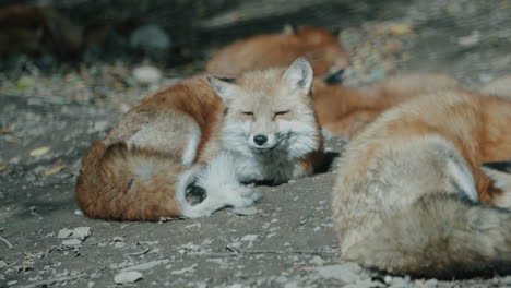 foxes resting on the ground at zao fox village, miyagi, japan - close up