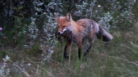 a red fox gracefully walks along the tree line, proudly carrying a freshly caught rabbit in its mouth