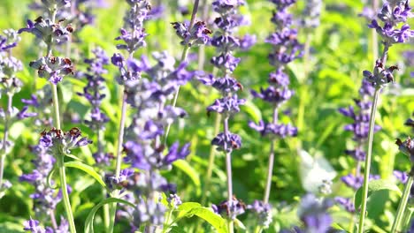 close-up of lavender flowers blooming in bright sunlight outdoors