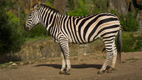 una cebra en un safari