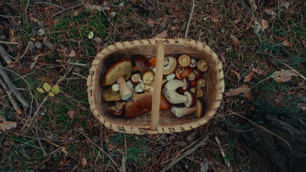 Basket of Wild Mushrooms Collected on Forest Floor