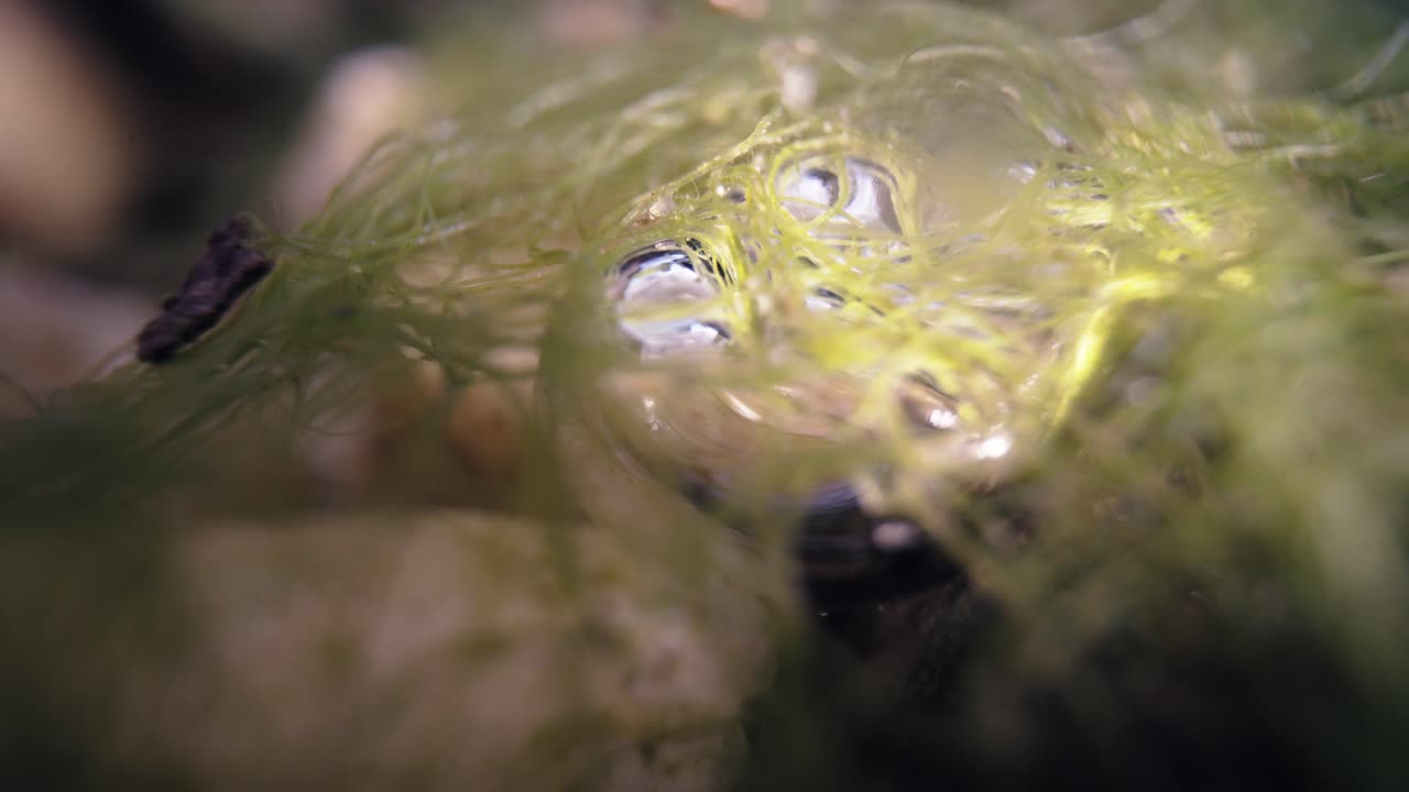 primer plano de burbujas de aire submarinas que se aferran a las raíces de las plantas acuáticas.