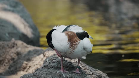 Common-Shelduck-Preening-On-Rock