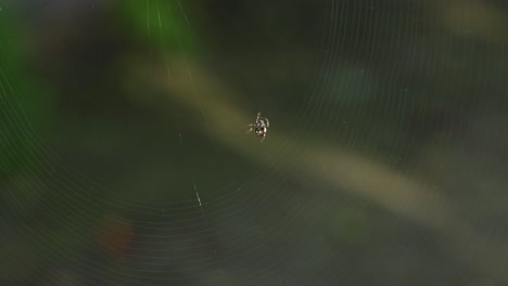 primer plano de la araña haciendo una intrincada red