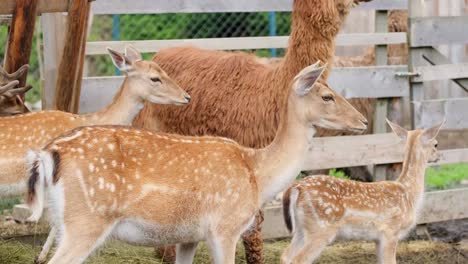 Deer and Llama in a Farm