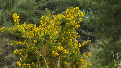 gelber blumenbuschbaum am wald, der im wind schwankt