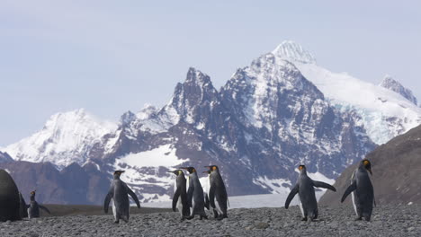 penguins walking on rocky beach under snow capped mountains of antarctica, slow motion