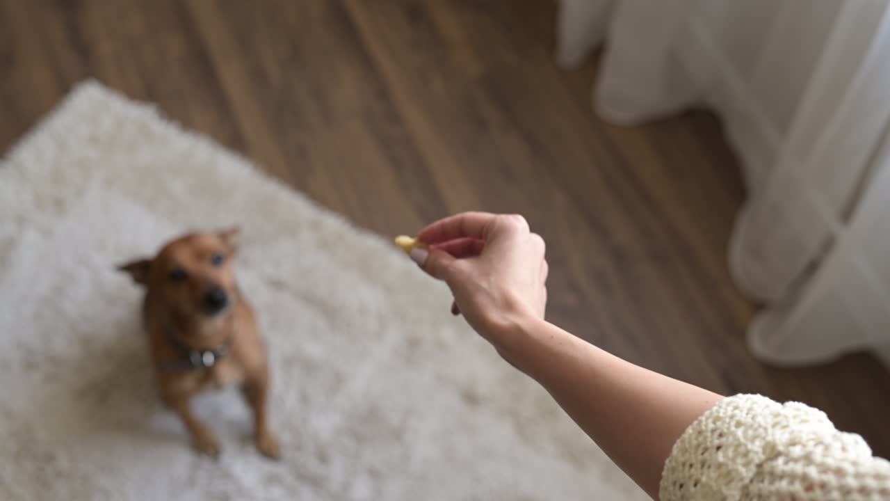 Top view of a woman's hand giving a treat to her dog. The dog gets up and takes the food