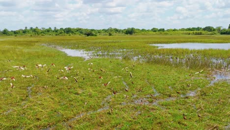 Tranquil-wetlands-of-Arauca-with-vibrant-greenery-and-water-under-a-blue-sky