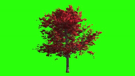 3d render autumn maple tree in the wind. isolated on green screen for keying