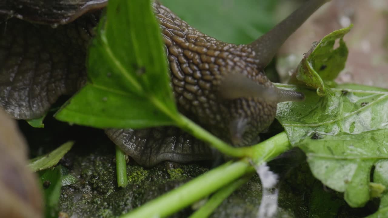 Slimete snegl som kryper på bakken med grønne blader