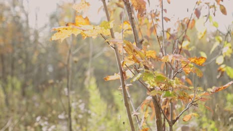 Dry-Autumn-Maple-Tree-Leaves-Against-Sunny-Forest-Landscape-During-Breeze-Day-At-Cheltenham-Badlands,-In-Caledon,-Ontario,-Canada