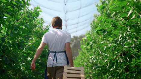 trabajador de la plantación transportando cajas con la cosecha de frutas frescas en el invernadero
