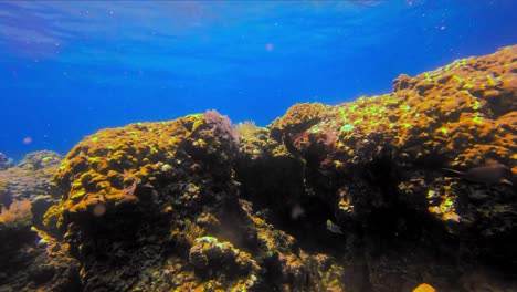 Vibrant-coral-reef-with-fish-swimming-around-and-in-the-clear-blue-ocean-water