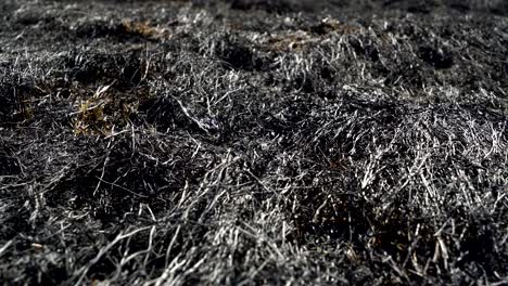 man feet walking barefoot by burned grass after big forest wildfire, ecological disaster, nature destruction, concept sorrow